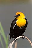 Yellow-headed Blackbirdborder=